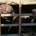Maltrato animal: un centenar de perros hacinados en zulos en Cádiz